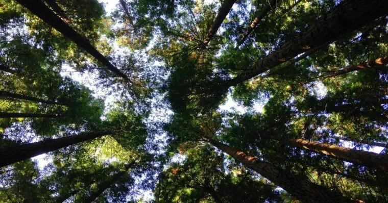 Environmental Health Careers in 2026: Opportunities to Pursue | Cybersecurity |Emeritus 